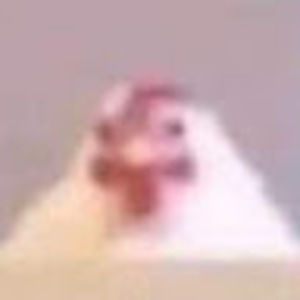 Meet your Posher, Molly